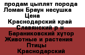 продам цыплят порода Ломан Браун несушка. › Цена ­ 800 - Краснодарский край, Славянский р-н, Бараниковский хутор Животные и растения » Птицы   . Краснодарский край